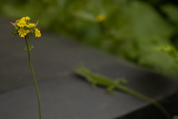 Yellow flowers outside Baker College - Rice University