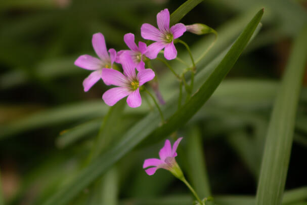 Purple flowers at Rice University